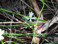 Hydrocotyle paludosa