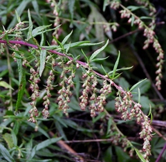 Artemisia verlotiorum