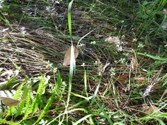 Hydrocotyle paludosa