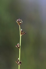 Scleria verticillata