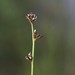 Scleria verticillata - Photo (c) Don Sutherland, algunos derechos reservados (CC BY-NC), uploaded by Don Sutherland