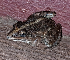 Leptodactylus fuscus