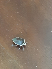 Nezara viridula