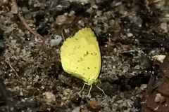 Eurema andersoni