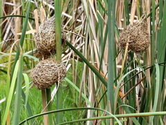Ploceus capensis