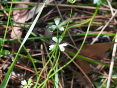 Hydrocotyle paludosa