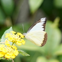 Appias lyncida eleonora