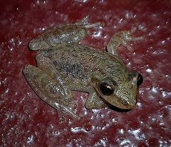 Scinax fuscovarius