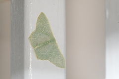 Pelagodes antiquadraria