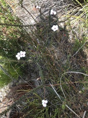 Adenandra brachyphylla