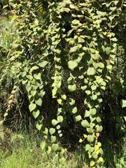 Actinidia setosa