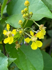 Stigmaphyllon blanchetii