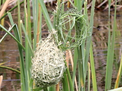 Ploceus capensis