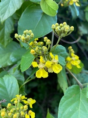 Stigmaphyllon blanchetii