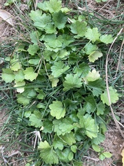 Ranunculus muricatus