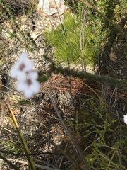 Adenandra brachyphylla