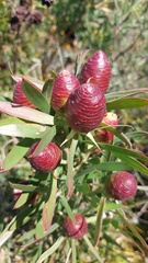 Leucadendron macowanii