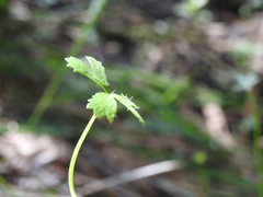 Hydrocotyle paludosa