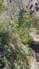 Leucadendron macowanii