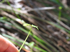 Hydrocotyle paludosa