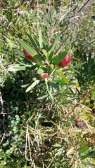 Leucadendron macowanii