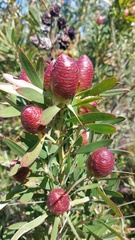 Leucadendron macowanii