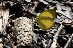Eurema nicevillei