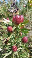 Leucadendron macowanii