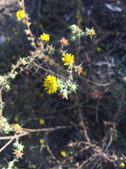 Centromadia parryi australis