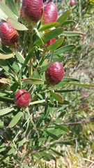 Leucadendron macowanii
