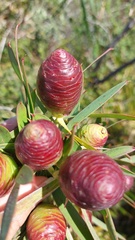 Leucadendron macowanii