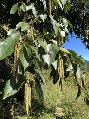 Alnus formosana