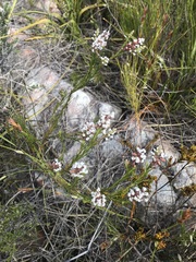 Spatalla racemosa