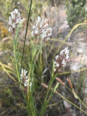 Spatalla racemosa