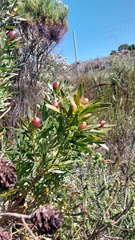 Leucadendron macowanii