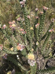 Leucospermum truncatulum
