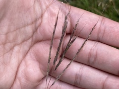 Bothriochloa ischaemum