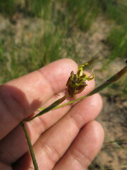 Moraea inconspicua