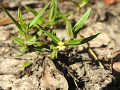 Eclipta platyglossa platyglossa