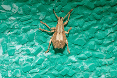 Episomus chinensis