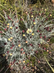 Syncarpha gnaphaloides