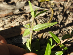 Eclipta platyglossa platyglossa