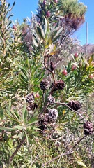 Leucadendron macowanii
