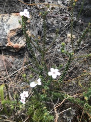 Adenandra brachyphylla