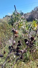 Leucadendron macowanii