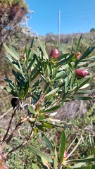 Leucadendron macowanii