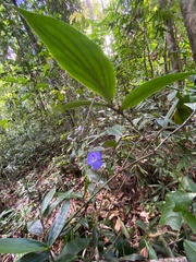 Dichorisandra penduliflora