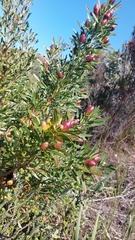 Leucadendron macowanii