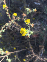 Centromadia parryi australis