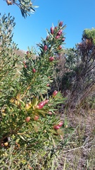 Leucadendron macowanii